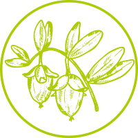 Jojoba Oil